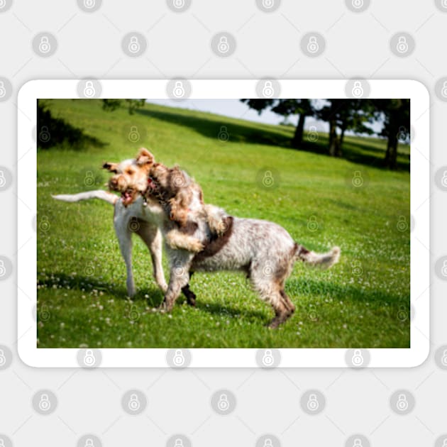 Play fight in the fields Spinoni Sticker by heidiannemorris